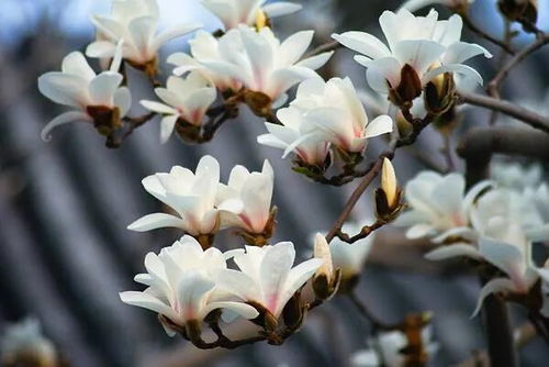 上海市花白玉兰，双玉兰