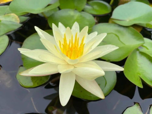 耐热睡莲， 炎炎夏日里的清凉使者