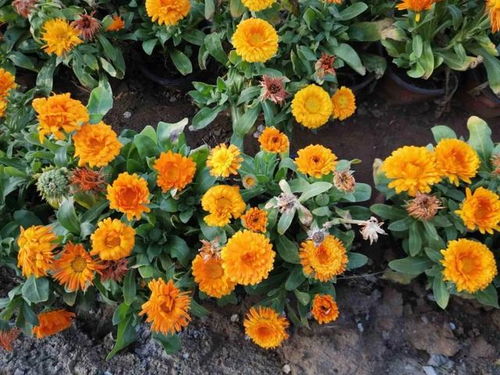 己唑醇控旺效果实测，作物疯长，平安用量揭秘！