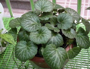 金丝荷叶子发黄的原因大揭秘