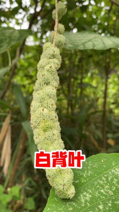 澳洲山花卉“叶干”之谜，为何如此坚韧
