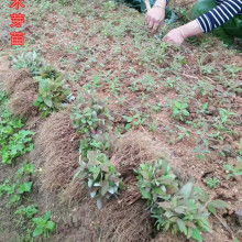 种花草多年生踩坑大揭秘，教你如何省下80%种苗费用嗯！