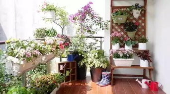 罗丝琳的种植与养护