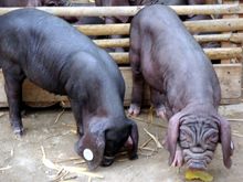 如何避免母猪误食预混料导致繁殖障碍，避免惨赔5万？