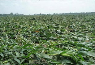 农药的选择与使用