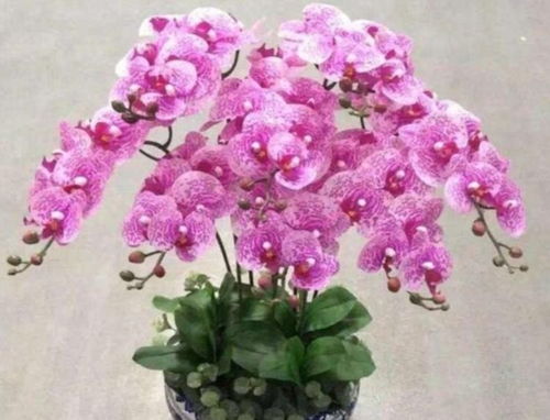 蝴蝶兰：寓意好，花开正当时