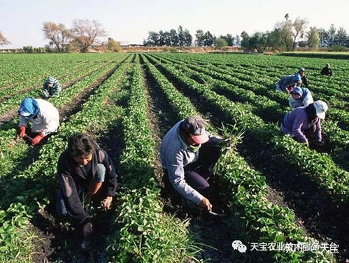 草甘膦的威力， 不可小觑