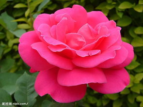 灌木月季花球的优势