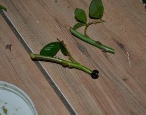 桂花插枝的关键是什么如何才能提高成活率