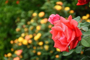 月季花如何绽放？花蕾何时绽放成花海