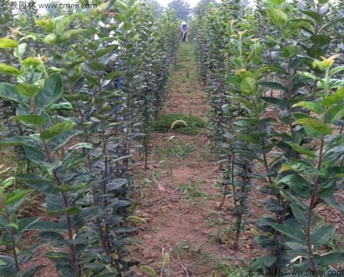 花卉市场， 网络平台，多种选择