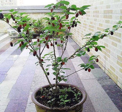 “桃花盆栽如何养护？保持充足光照和适量浇水是关键吗