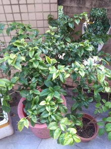 1. 水多了 叶子变黄