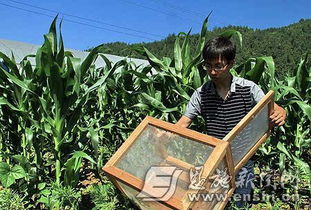 压制恶性杂草的神草