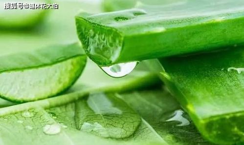 想要让芦荟保持良好的生长状态,除了夏季适当遮阴,其他季节者阝要给予充足的光照,养室内遮阴处基本就不怎么长。