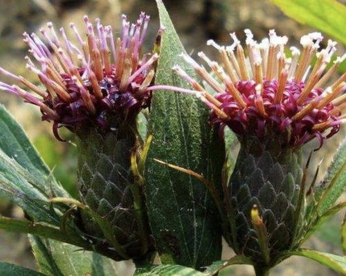 一年生或多年生蔓性草本植物