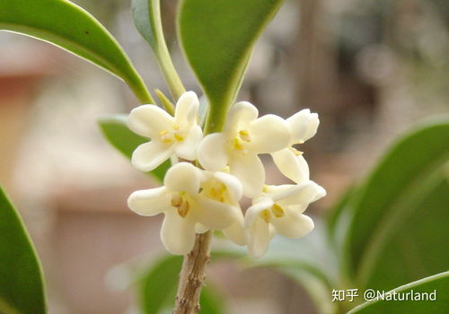 桂花叶尖枯焦，如何对症下药修复
