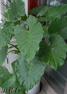 滴水观音没有根茎能存活多久？它的生命力究竟有多顽强