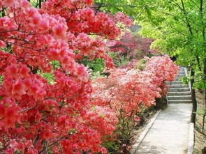 杜鹃花修枝整形秘籍，轻松打造完美花形！