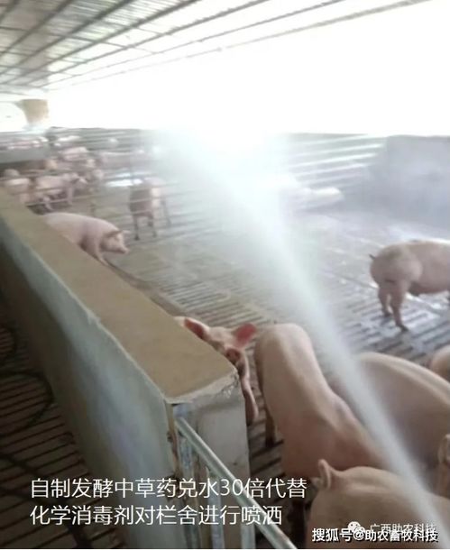 老挝非瘟疫情严峻，广西云南猪场如何有效防控？