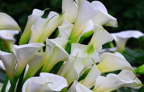海芋花VS马蹄莲：花色单一，探索花卉多样性之谜