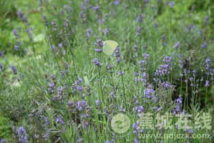 薰衣草6月绽放，种植时间表如何规划