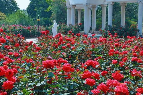玫瑰花，大自然的调色板