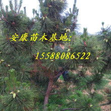 黑松造型树的价格