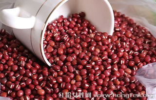 玫瑰花白粉病的烦恼