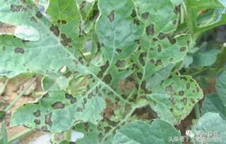 种子消毒，学问可大了