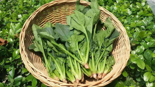 第四样菜：豆腥味大的菜