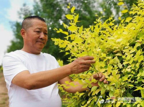 良种场村：苗木产业的先锋村