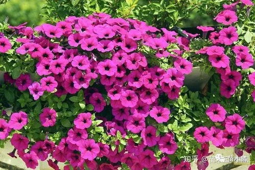 “夏堇：一年生爆款花卉，花色丰富，养眼必备！”