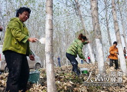 下期预告：树皮制作天然纸张，你准备好了吗？