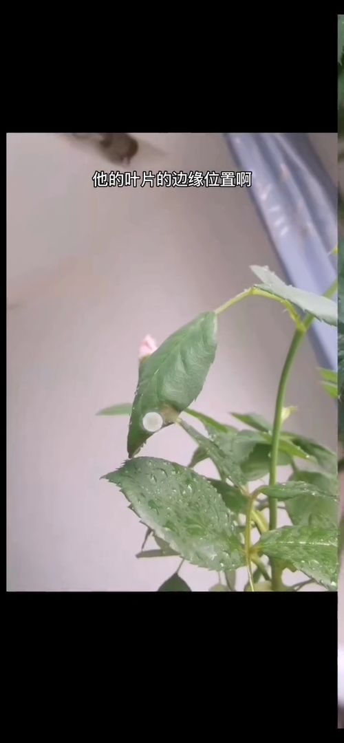 宝石花叶片枯萎脱落，原因何在