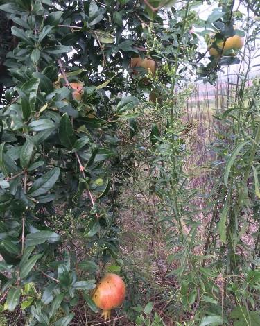 雨栽秘诀：透雨后72小时