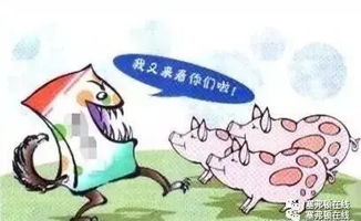 猪场换季转型如何规避秋寒病害风险？