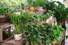 花卉种植取名园艺，不仅高质量花卉种植服务，还倡导环保生活理念。