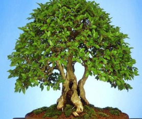 摇钱树的繁殖方法