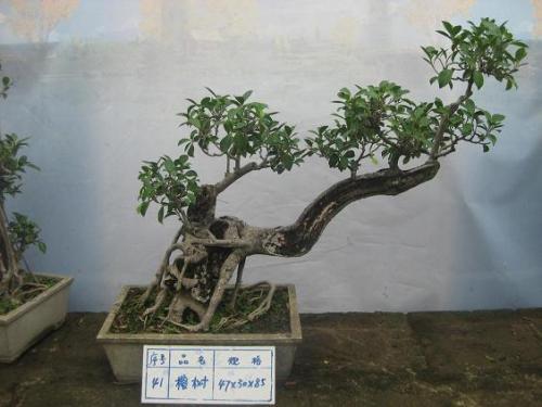 盆景小榕树根如何巧妙嵌入盆中，使其自然生长