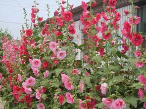 乡村街道边的花， 那些坚韧的生命