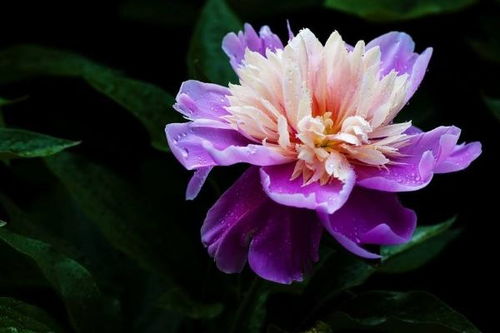 “芍药养殖方法大全中，如何打造美丽芍药园