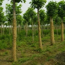 苗木行业揭秘：知名供应商大盘点