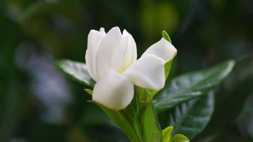 苏木栀子混合染色,草木染/你知道植物的颜色有多漂亮吗?!真的就是amazing!染它!,佛系UP主随手染布,再说说效果还不错?|茜草苏木植物染,植物染|草木染艺术小众面料|山核桃皮红茶染|面料再造|染色定制|手工艺,用紫草染出三种中国传统紫色:远山紫、 淡蓝紫、马鞭草紫,中国天...