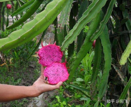 火龙果怎么育苗？火龙果种植技术要点有哪些