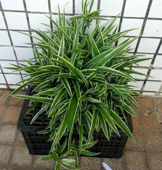 肥料选择三原则