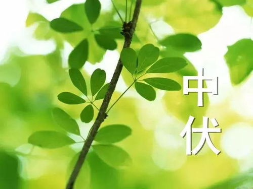 梗多冬天不落叶的植物