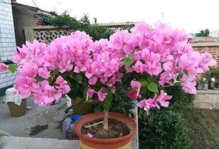 三角梅：生命力旺盛的“花中硬汉”