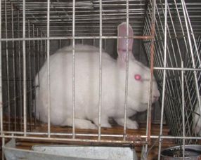 昆明肉兔饲料中，肉兔全价颗粒饲料配方里玉米和豆粕的比例是多少？