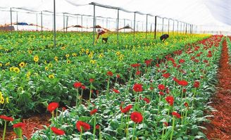 产业发展助力乡村振兴